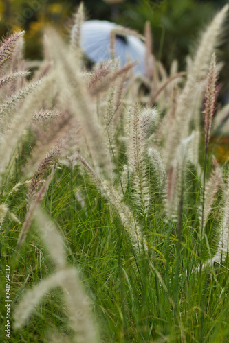 Backgrounds of Ornamentals and Grasses with a umbrella at the background