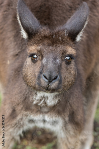 Portrait of young cute australian Kangaroo with big bright brown eyes looking close-up at camera.