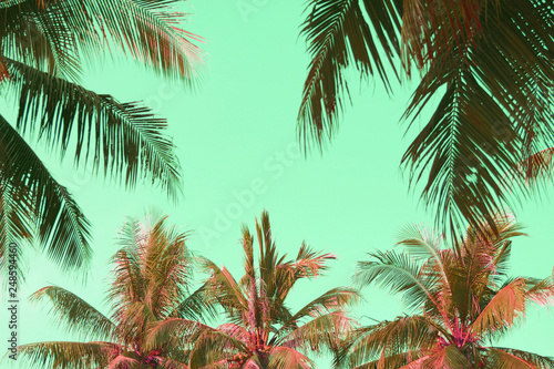 Vintage coconut leaves and sky background,summer theme.