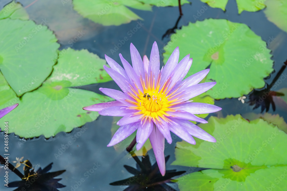 Close up purple Lotus Flowers in the water pond with the Bee on the Flowers Close up purple Lotus Flowers in the water pond with the Bee on the Flowers