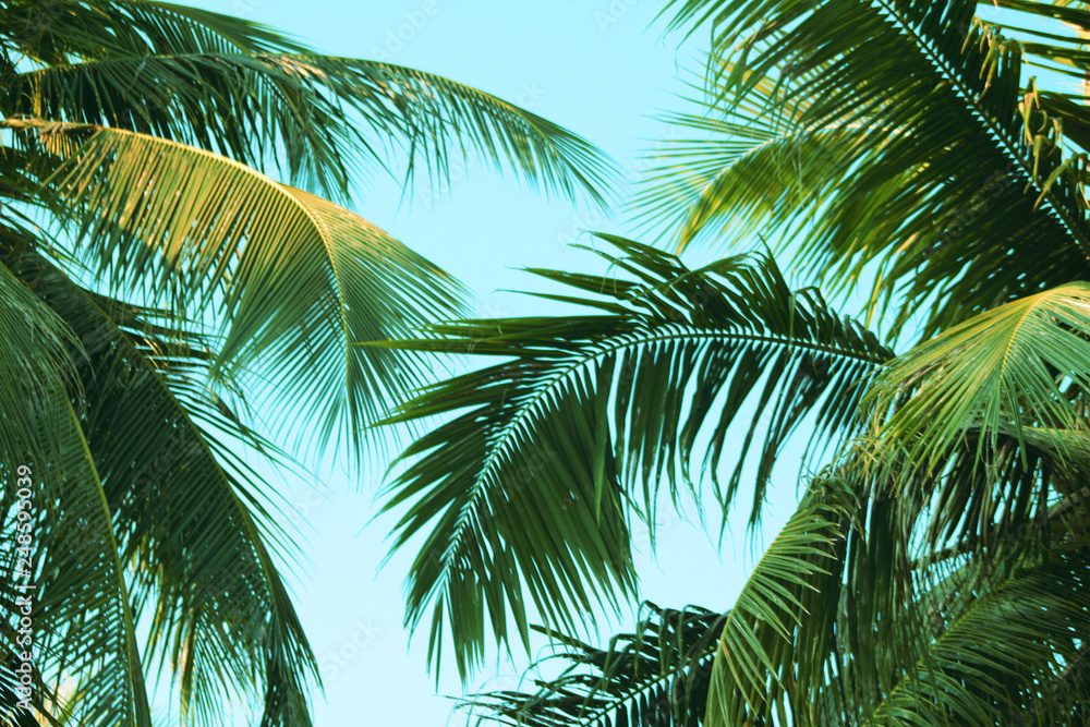 Fototapeta premium Vintage coconut leaves and sky background,summer theme.