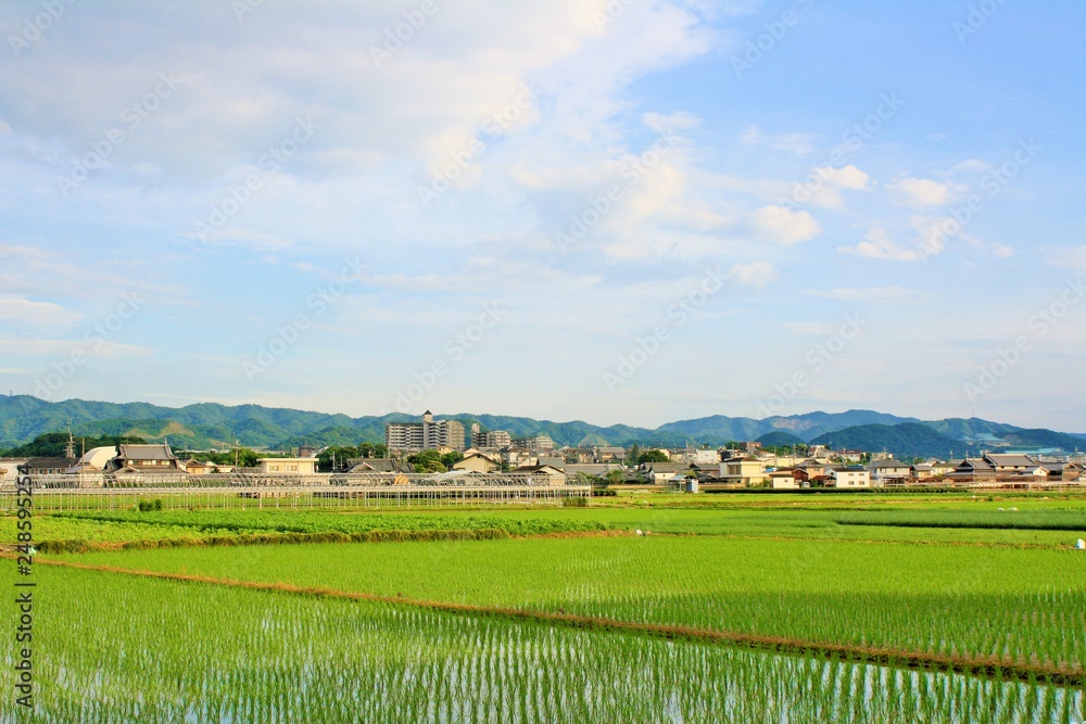 rural landscape with green field and blue sky in japan