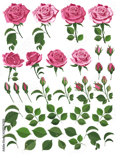 Pink roses with leaves and buds isolated on white background. Watercolor illustration. Set of templates for invitation cards, wedding, banners, sales, brochure cover design-vector illustration