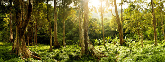 Labuhan haji aceh,forest