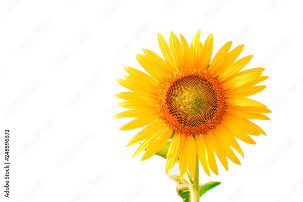 Fototapeta premium Sunflower and seed isolated on white background with copy space