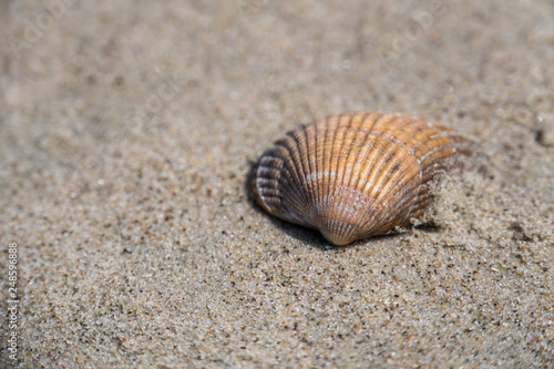 Herzmuschel im Sand © schoell