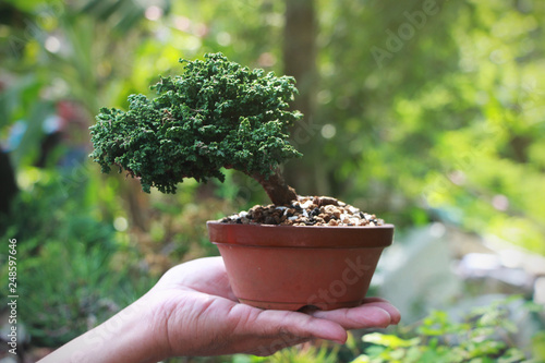 Sekka Hinoki Japanese bonsai Tree on Hand, Background in the garden.