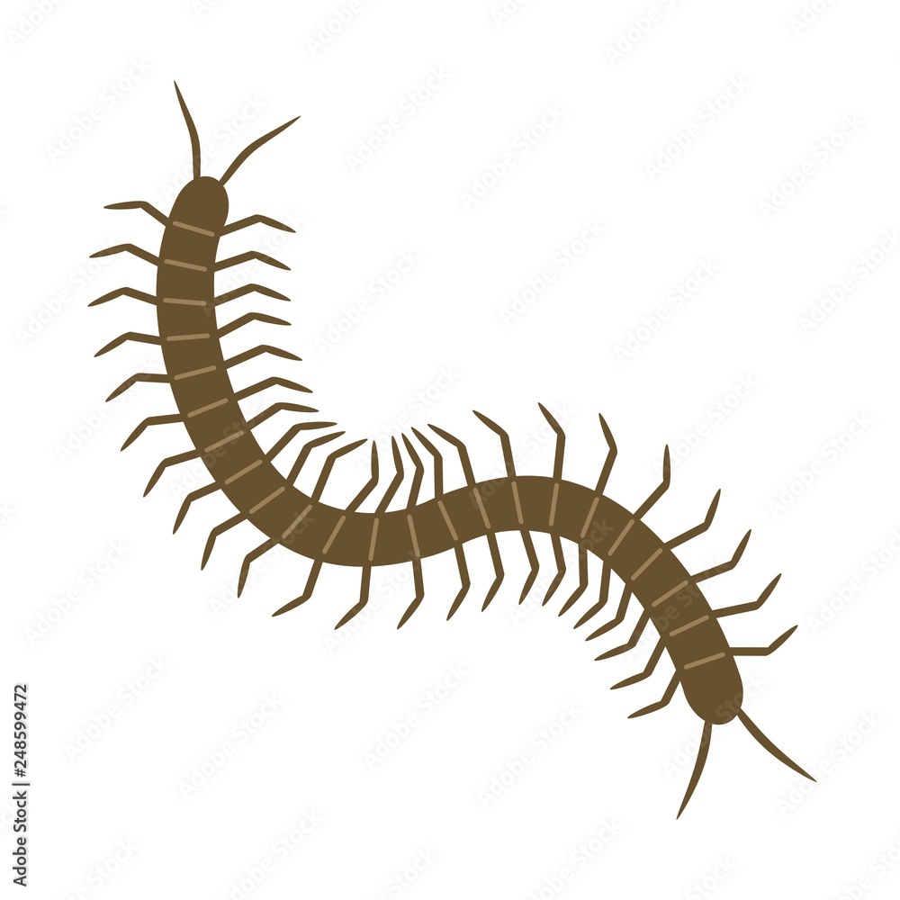 Obraz premium ムカデ