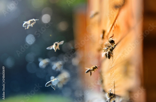 Close up of flying bees Fototapeta