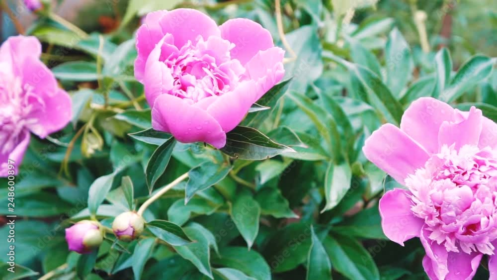 Dark pink peony in the summer garden. Dark pink peony in the summer garden.