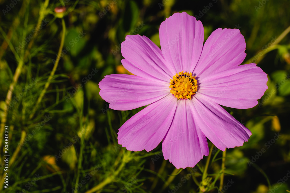 Violet cosmos flower with green garden background. Violet cosmos flower with green garden background.