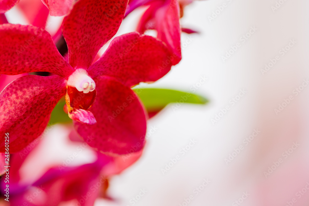 Closeup of beautiful red orchid with blurred background. Closeup of beautiful red orchid with blurred background.