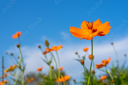 Colorful orange cosmos flower field with blue sky background. Copy space for your text and content.