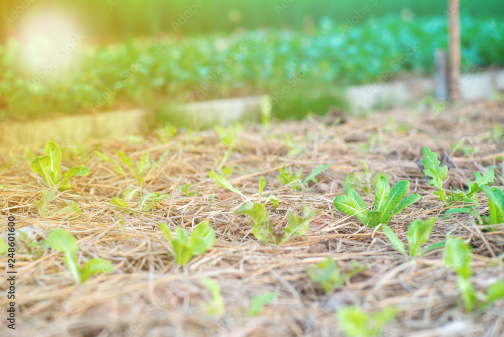 Closeup little lettuces grows in the nursery area at the organic farm of backyard in the house with morning sunrise. Closeup little lettuces grows in the nursery area at the organic farm of backyard in the house with morning sunrise.
