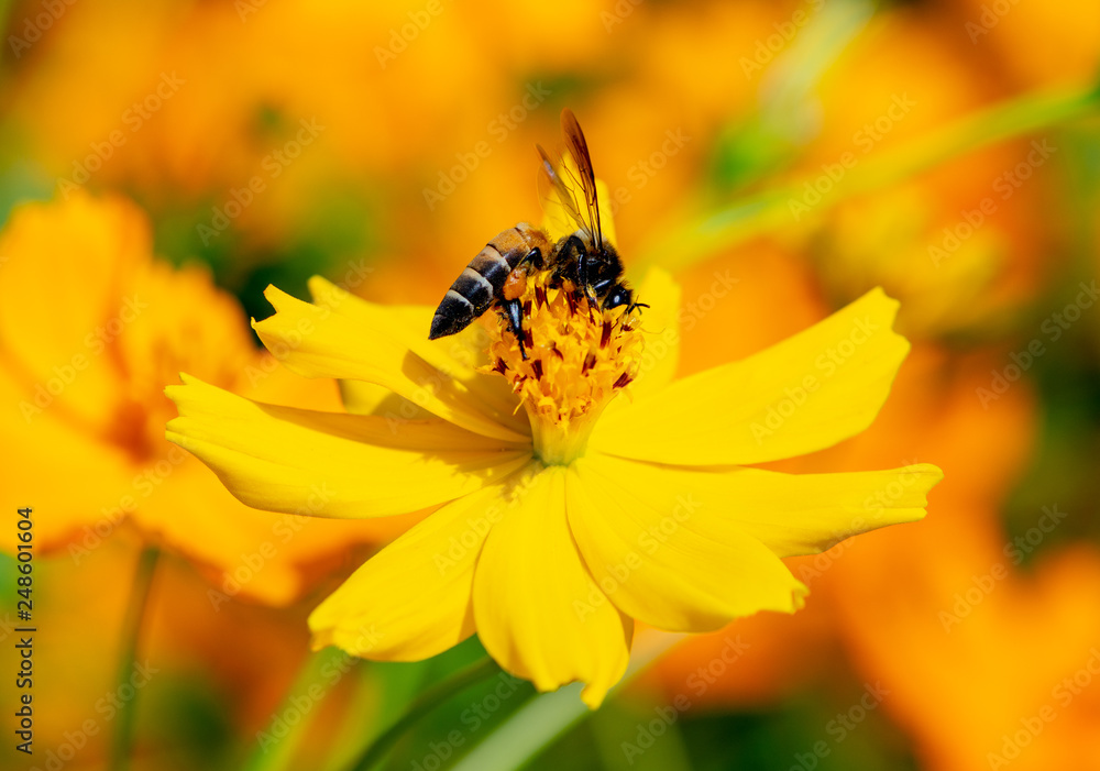 Closeup of bee pollinates at yellow cosmos flower in the garden blurred background.