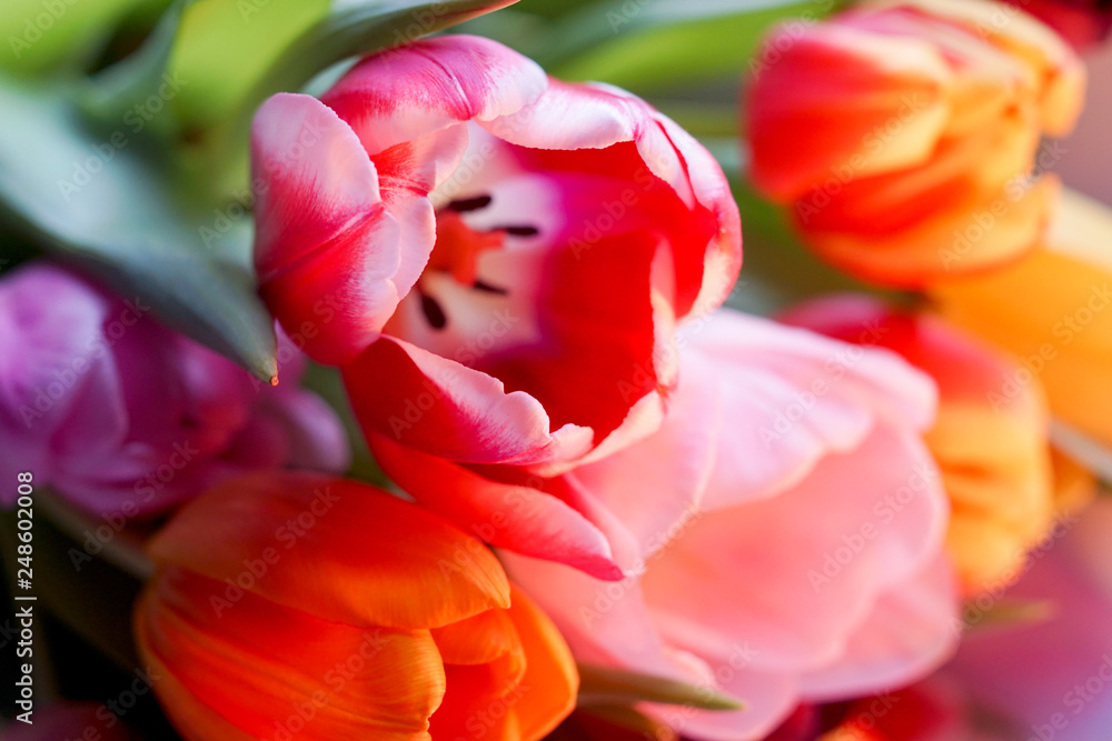 Obraz premium Close-up of colorful Tulips in the Spring