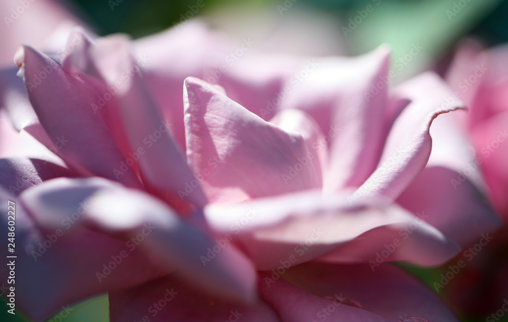 Fototapeta premium 紫のバラ 薔薇の花 満開のバラ バラ ばら 薔薇