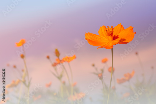 Colorful orange cosmos flower field for soft background. Copy space for your text and content. © NIKCOA