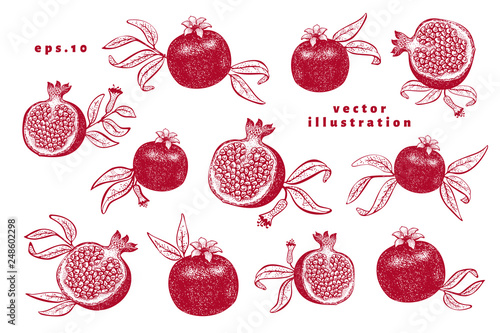 Pomegranate fruit illustrations set. Hand drawn vector fruit illustrations. Engraved style vintage botanical background. Can be use for design menu, packaging, recipes, market products.
