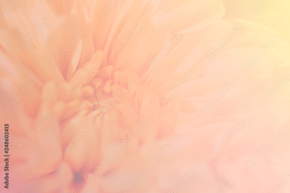 Closeup image of chrysanthemum flower soft tone color blurred background.