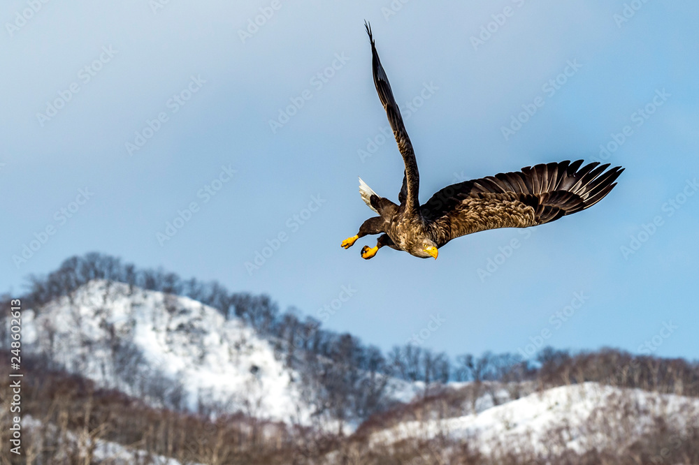 Fototapeta premium Flying Predatory White-talied Sea Eagle