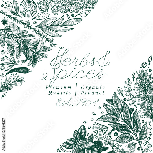 Culinary herbs and spices banner template. Vector background for design menu, packaging, recipes, label, farm market products. Hand drawn vintage botanical illustration.