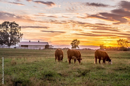 Cows grazing in pasture beautiful sunset