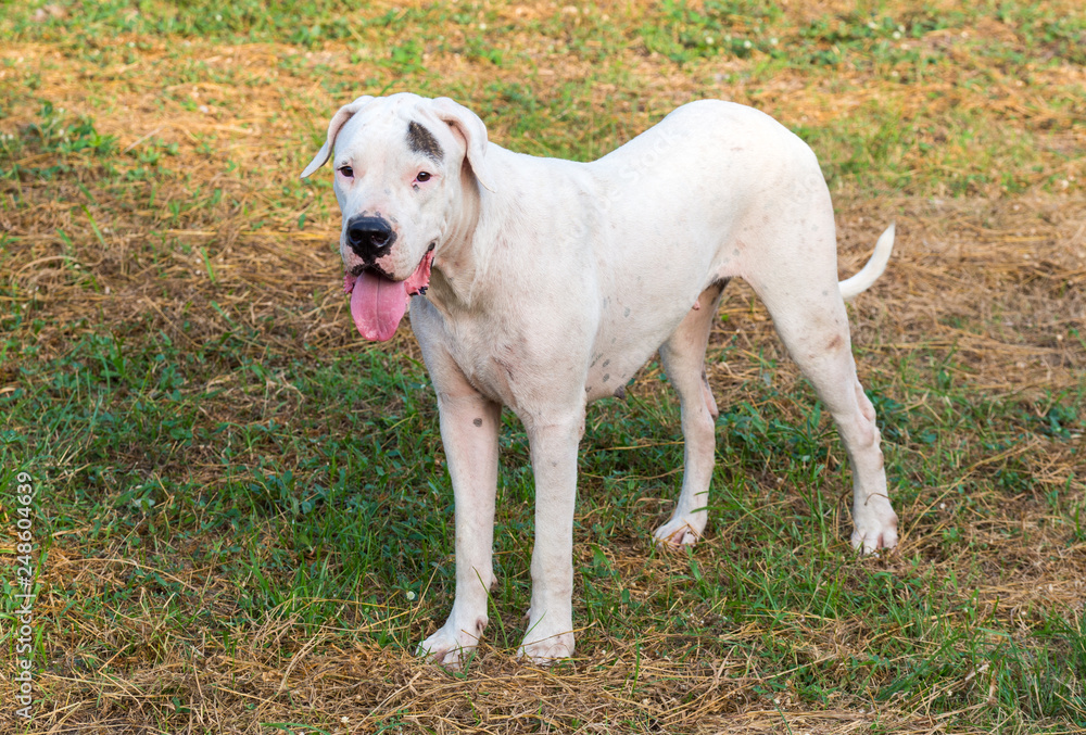 Young Dogo Argentino dog standing on grass