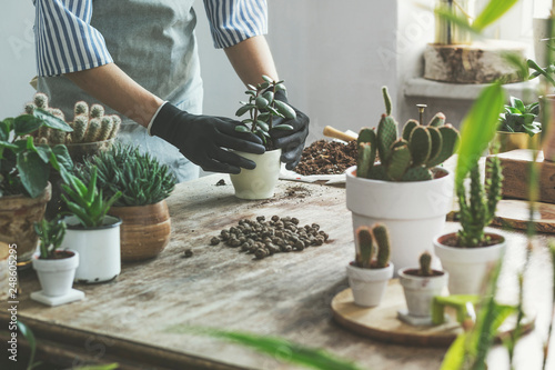 Woman gardeners hand transplanting cacti and succulents in cement pots on the wooden table. Concept of home garden. photo