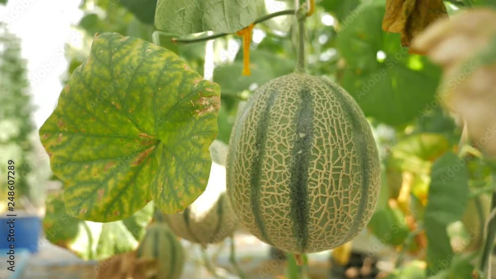 Close up of melons growing in a greenhouse farm Close up of melons growing in a greenhouse farm
