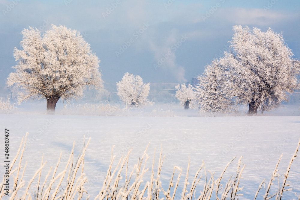 piękny zimowy krajobraz, szron na drzewach