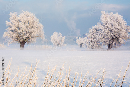 piękny zimowy krajobraz, szron na drzewach
