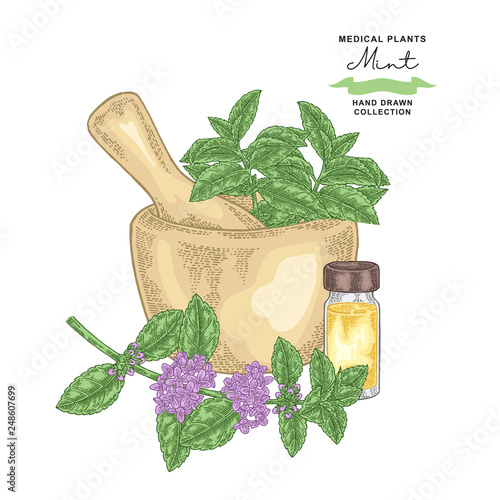 Pepper mint flowers and leaves.Medical plants set. Vector illustration hand drawn.