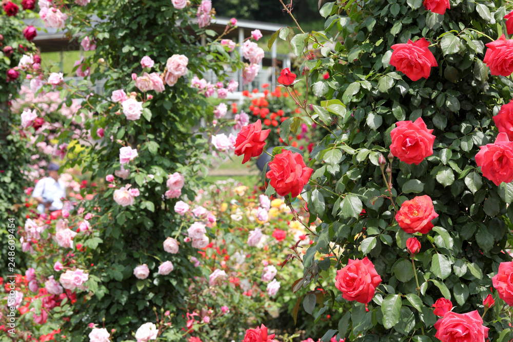 ばら園　薔薇ガーデン　ばら公園　薔薇　バラ　ばら