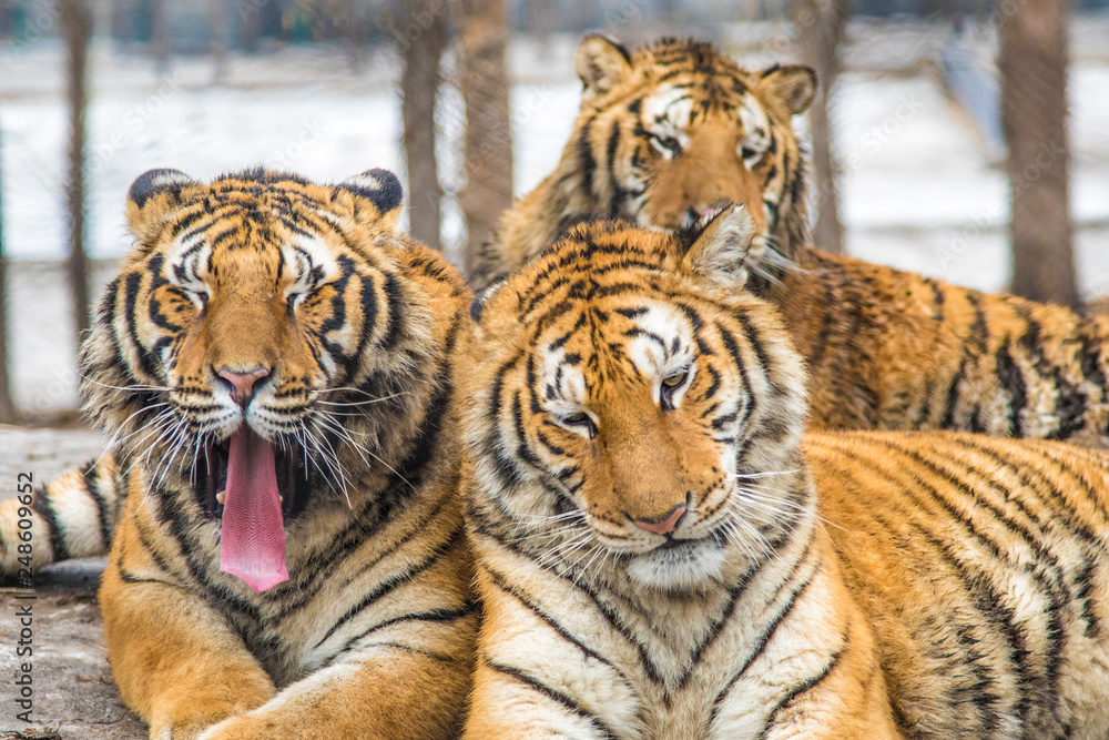 Obraz premium Sleepy tigers