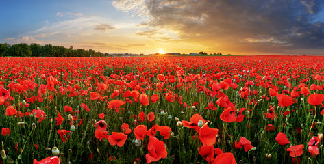 Papier peint photo Coquelicots Prairie de coquelicots au soir doré  © TTstudio