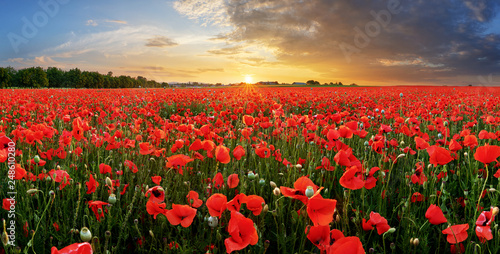 Poppy field at sunset © TTstudio