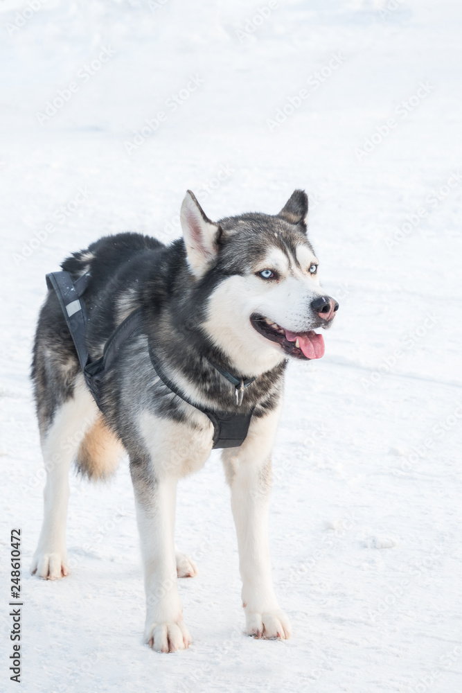Siberian husky dog with dark fur and light blue eyes standing on white snow ready for sled ride on winter day