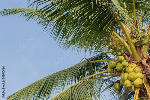 ベトナム　カントー　ココナッツの木