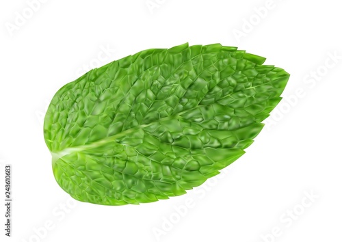 Fresh mint leaf. Vector illustration of menthol healthy aroma. Herbal nature plant. Spearmint realistic green leafs isolated on white background.