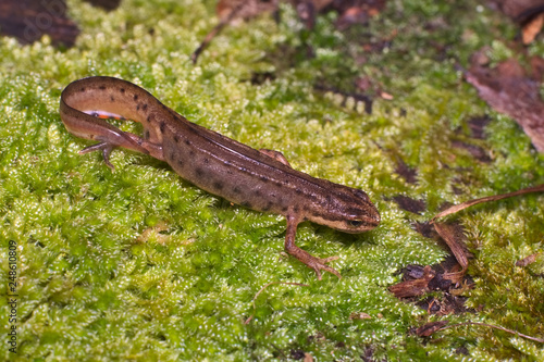 Adult specimen of common or smooth newt (Lissotriton vulgaris; formerly Triturus vulgaris) walking on a green carpet of moss in an Italian swamp