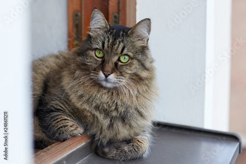 Long-haired Siberian cat of tabby colour lais on the window sill. Big he-cat, furry and overloaded. Impressive serious look, green eyes. Animals in our homes. Outdoors, copy space.