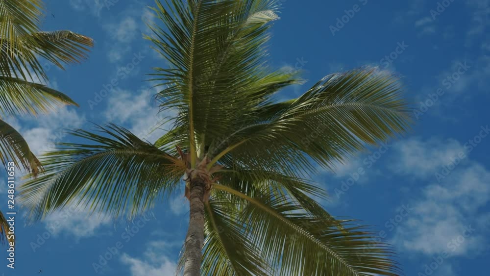 Palm trees against the blue sky with white clouds Palm trees against the blue sky with white clouds