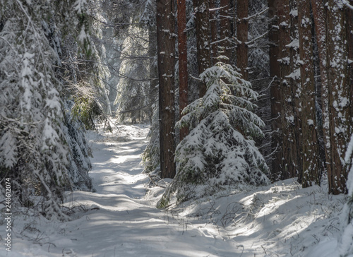 Snow path in sunny forest near Vrabce village photo