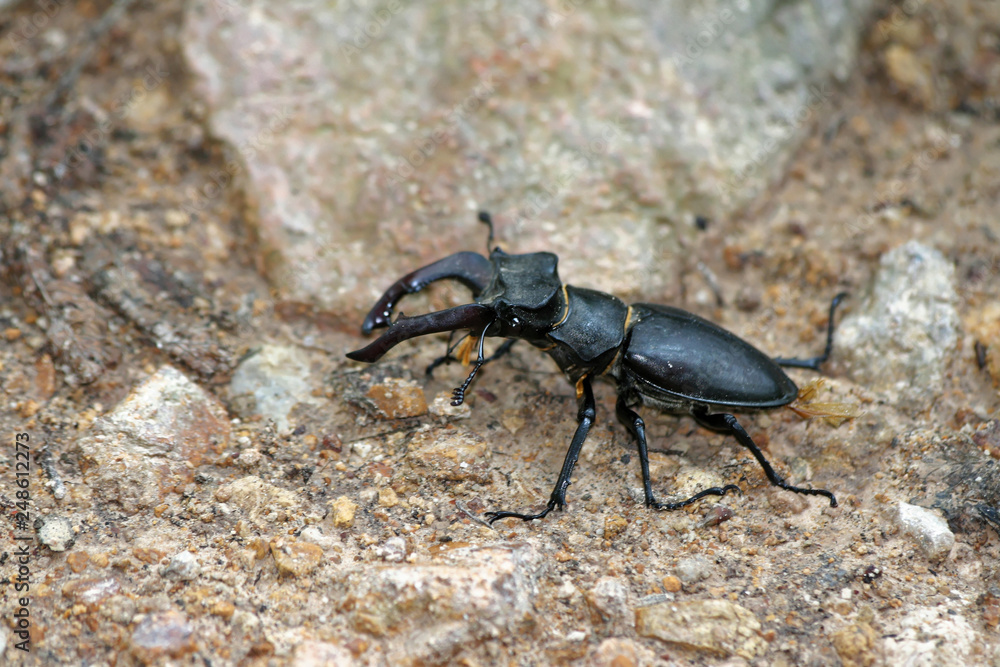 Jelonek rogacz (Lucanus Cervus) in Serbian forest Jelonek rogacz (Lucanus Cervus) in Serbian forest