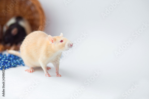 Red rat with red eyes on a white background. A symbol of year according to the Chinese calendar