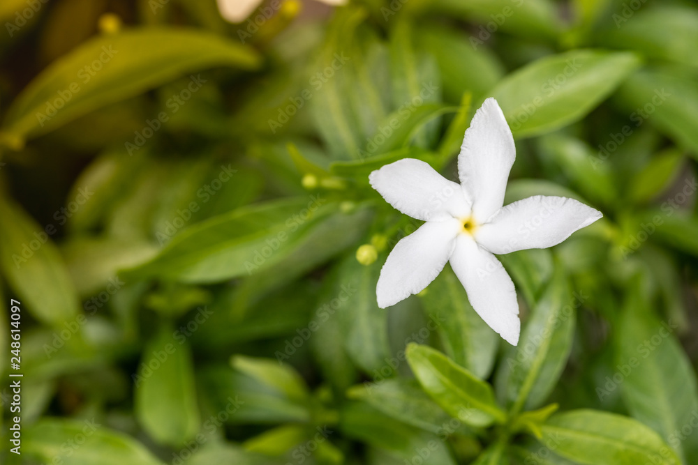 White cape jasmine in the park White cape jasmine in the park