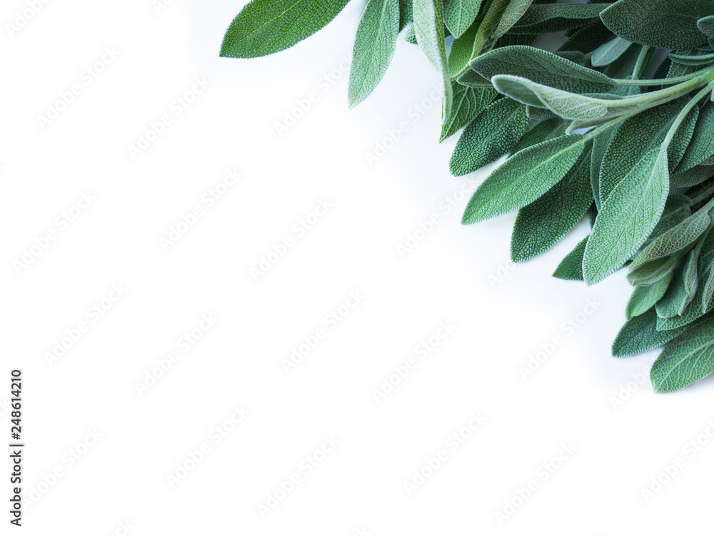 Fresh sage leaves on white background. Top view. Fresh sage at border with copy space for text. Fresh sage leaves on white background. Top view. Fresh sage at border with copy space for text.