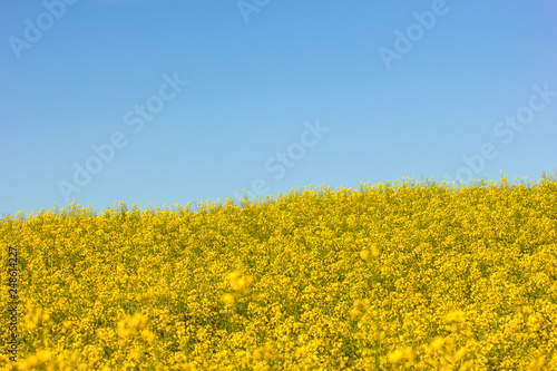 Yellow field of oilseed rape and blue sky