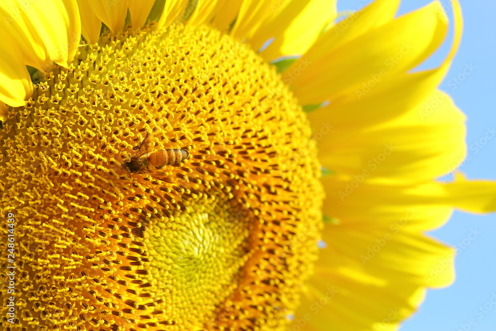 Naklejka premium bee on sunflower with clear blue sky background